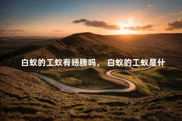 白蚁的工蚁有翅膀吗， 白蚁的工蚁是什么性别